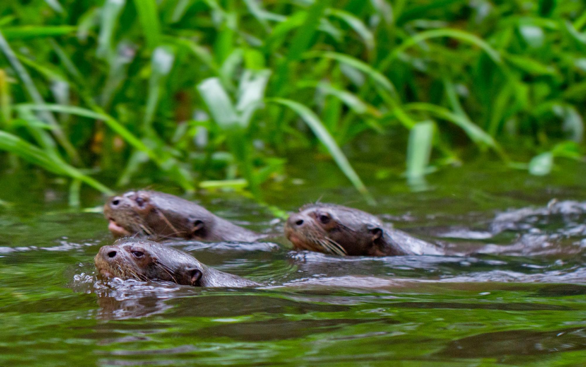 Napo River otters