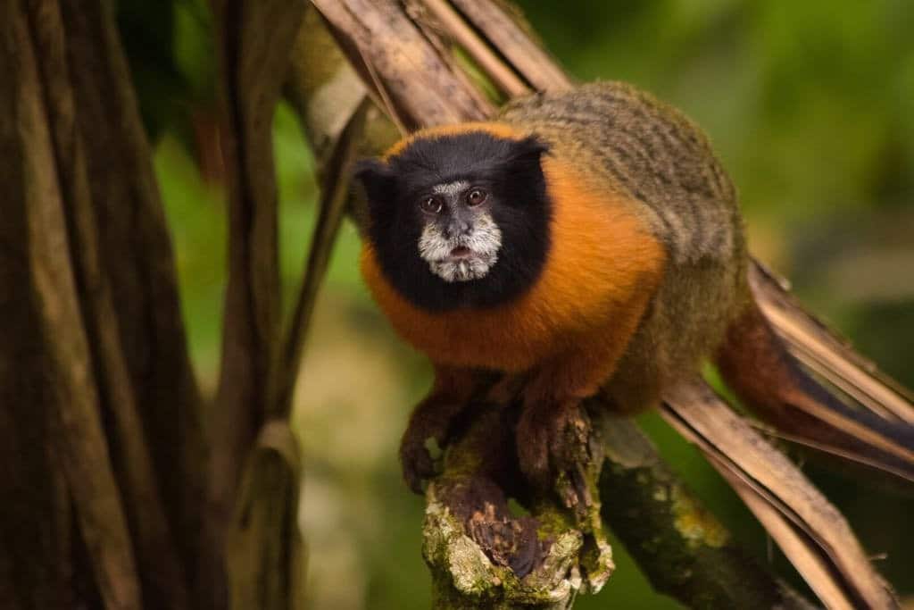 Tamarind monkey at Napo