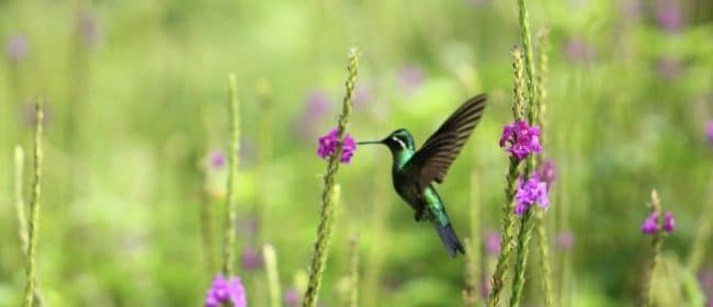 El Silencio Lodge & Spa - Poas Volcano National Park, Costa Rica - hummingbird