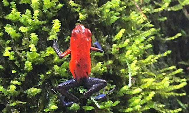 el-silencio-lodge-spa-poas-costa-rica frog