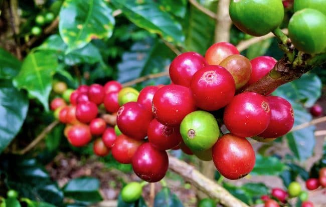 Coffee Beans Costa Rica 