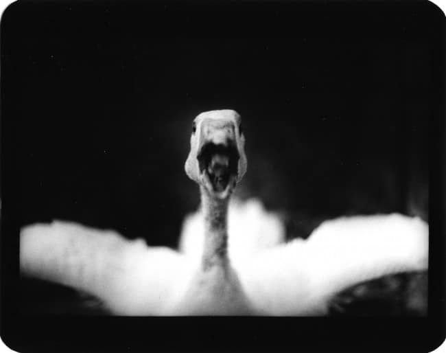 Giacomo Brunelli Untitled_Angry Duck