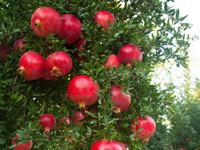 Pomegranates Philip Kingsley Elasticizer 