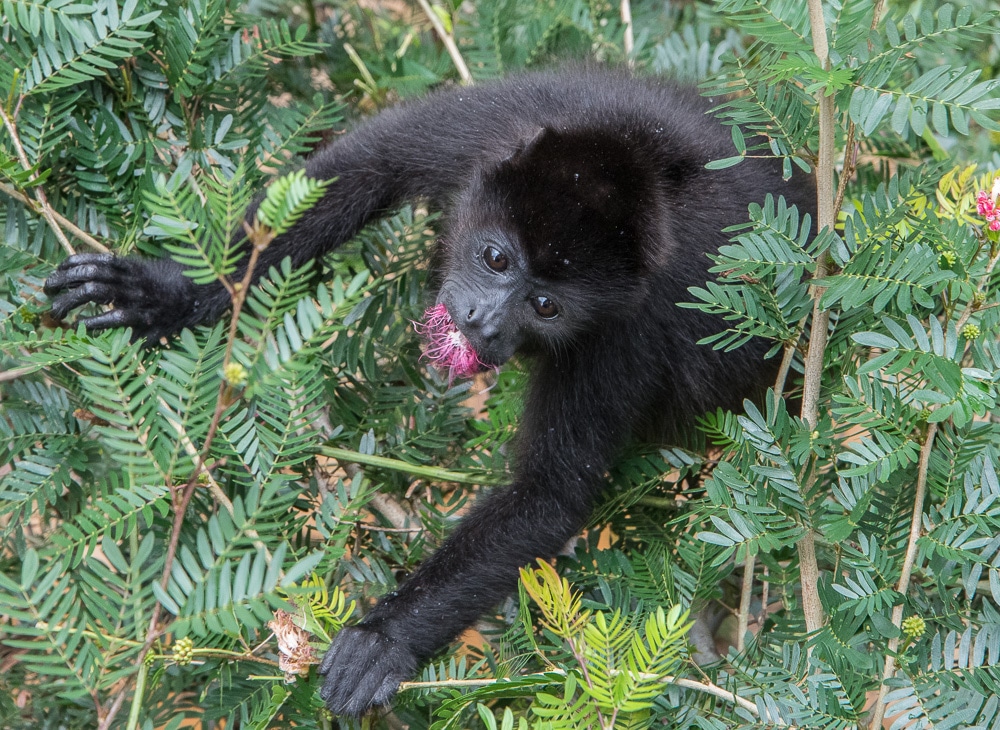 Rio Perdido Monkey